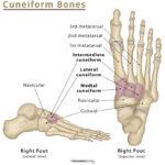 Bones in the Leg - Their Names, Basic Anatomy & Labeled Diagram