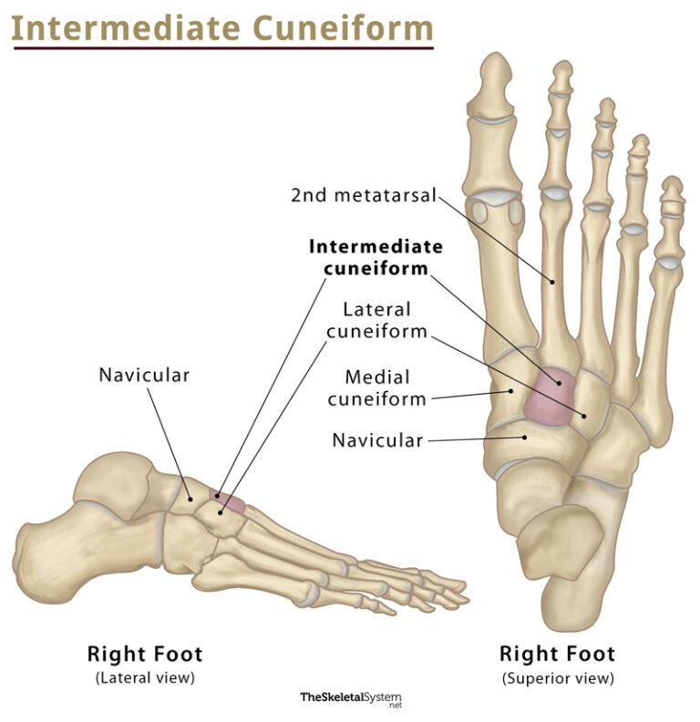 Cuneiform Bones - Definition, Location, Anatomy, & Diagrams