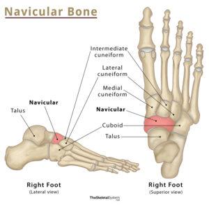 Femur: Definition, Location, Anatomy, Functions, & Diagrams