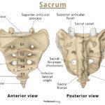 Spine (Vertebral Column) – Bones, Anatomy, & Labeled Diagram