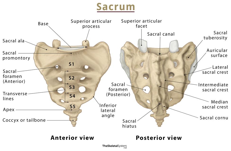Sacrum Anatomy Location Functions And Labeled Diagram