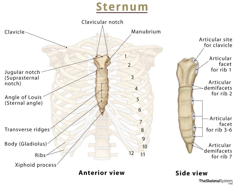 Sternum Breastbone Anatomy Location Labeled Diagram