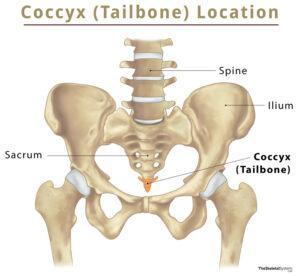 Coccyx (Tailbone) – Anatomy, Location, Functions, & Diagram