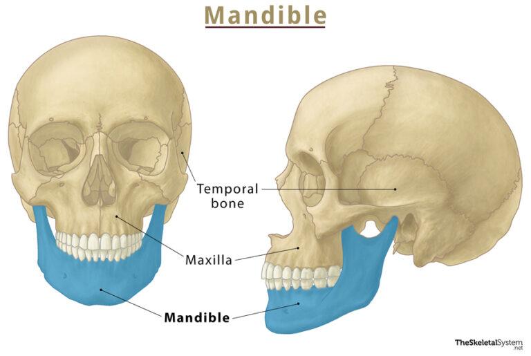 Mandible Lower Jaw Bone Location Functions And Anatomy