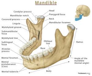 Mandible (Lower Jaw Bone) – Location, Functions, & Anatomy