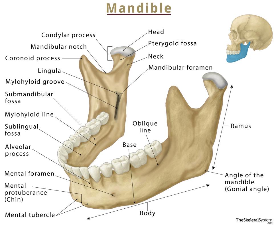 Mandible Lower Jaw Bone Location Functions Anatomy