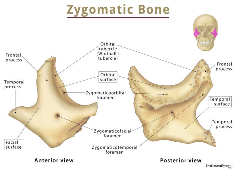 Zygomatic Bone Cheekbone Functions Anatomy And Diagram 7405