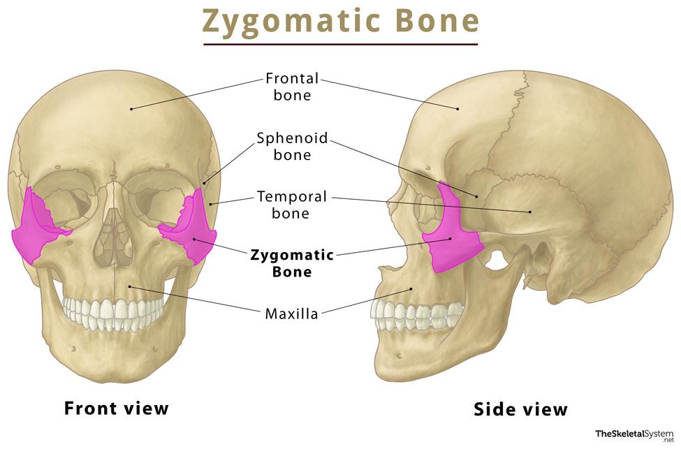 Zygomatic Bone Cheekbone Functions Anatomy Diagram