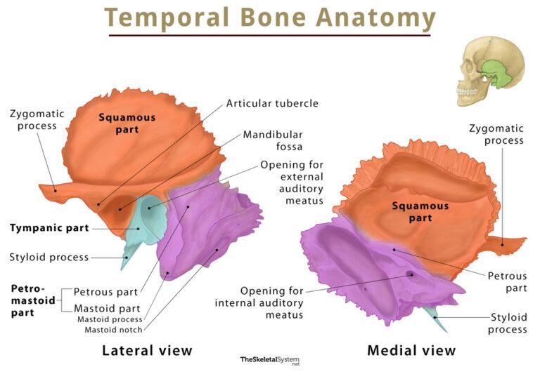 Temporal Bone Location Functions Anatomy And Labeled Diagram 7506