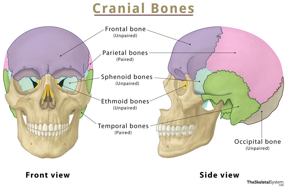 Bones Markings And Orifices In Base Of Skull Bones Of Cranial Base Porn Sex Picture 4540
