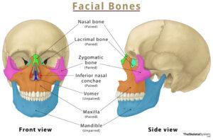 Facial Bones List Of Names Anatomy Labeled Diagram