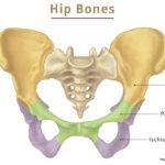 Pubis (Pubic Bone) – Anatomy, Location, Functions, & Diagram