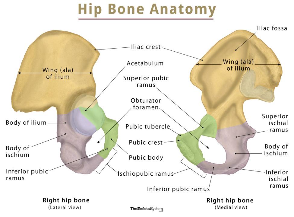 Hip Bone (Coxal Bone) – Anatomy, Location, Functions, & Diagram