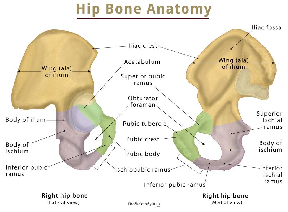 Hip Bone Coxal Bone Anatomy Location Functions Diagram