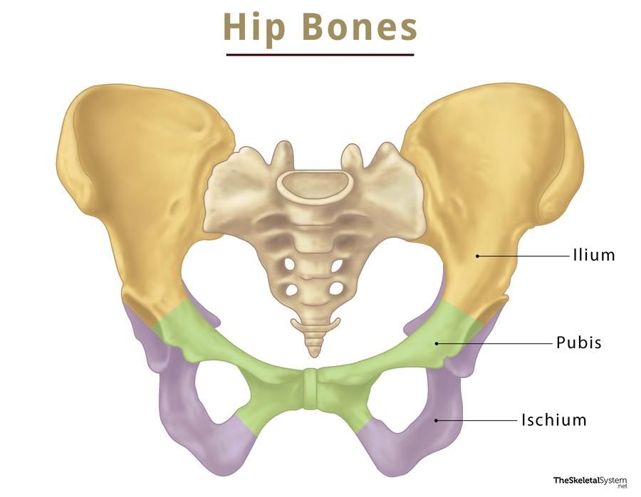 hip bone labeled