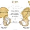 Pubis (Pubic Bone) – Anatomy, Location, Functions, & Diagram