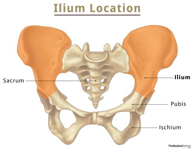 Ilium – Anatomy, Location, Functions, & Diagram