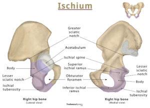 Ischium – Anatomy, Location, Functions, & Diagram