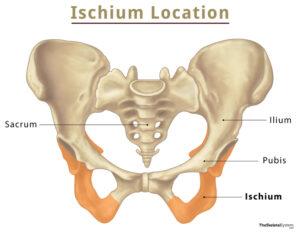 Ischium – Anatomy, Location, Functions, & Diagram