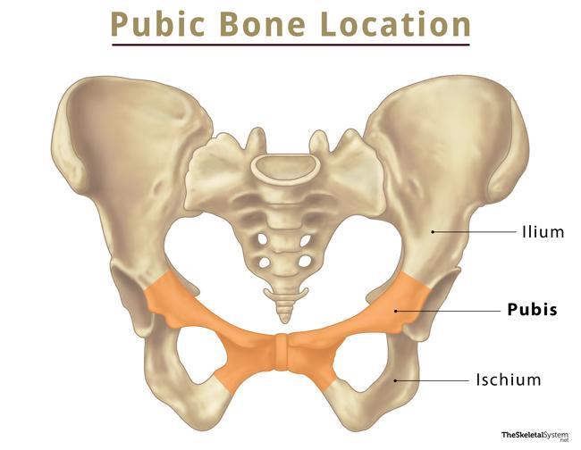 Pubis (Pubic Bone) Anatomy, Location, Functions, & Diagram