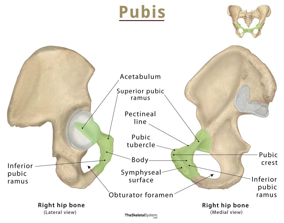 Pubis, anatomy