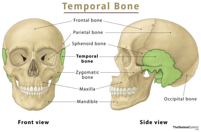 Temporal Bone – Location, Functions, Anatomy, & Labeled Diagram