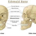 Skull: Names of the Bones in the Head, Anatomy, & Labeled Diagram