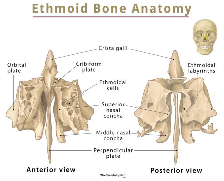 Ethmoid Bone Location Function Anatomy And Diagram 7455