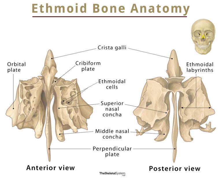 Ethmoid Bone Location Function Anatomy And Diagram 1822