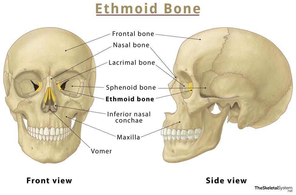 ethmoid bone diagram