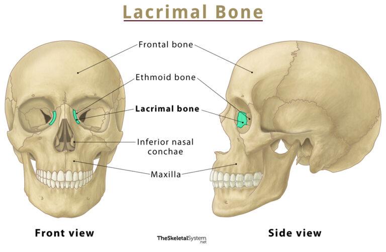 Lacrimal Bone – Location, Functions, Anatomy, & Diagram