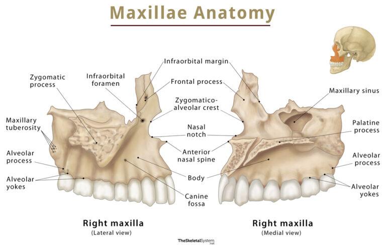 Maxilla Location Functions Anatomy And Diagram 