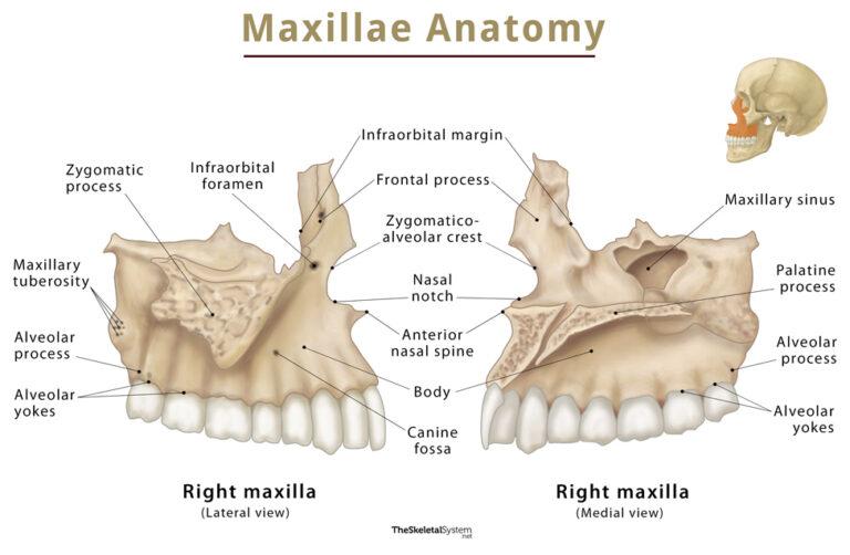 Maxilla Location Functions Anatomy And Diagram