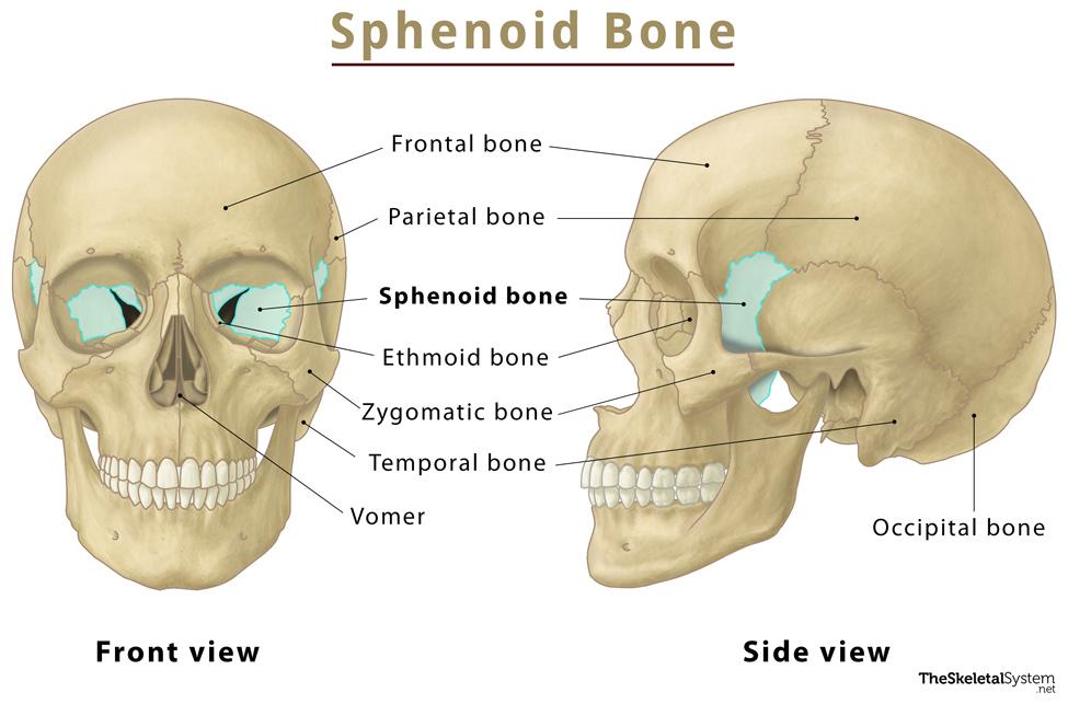 Sphenoid Bone Location Function Anatomy And Labeled Diagram 9234