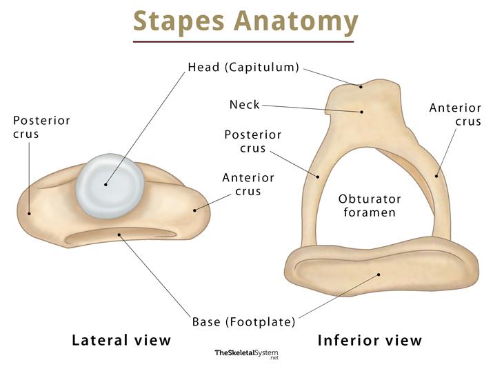 Stapes: Anatomy, Function and Treatment