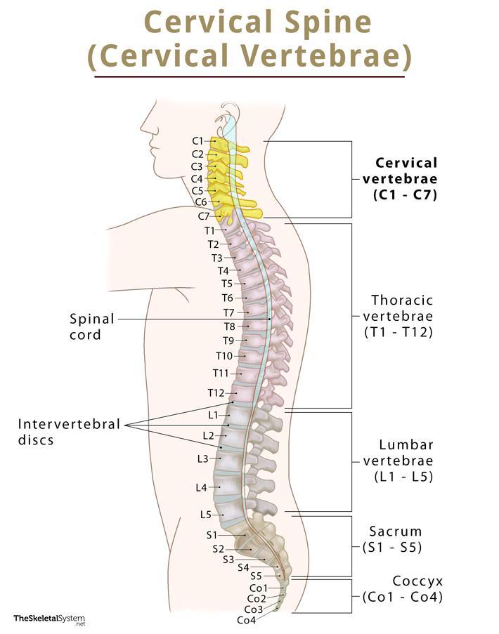 Cervical Vertebrae Cervical Spine Anatomy Function And Diagram 0638
