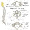 Axis (C2 Vertebra): Anatomy, Functions, & Labeled Diagram