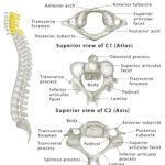 Axis (c2 Vertebra): Anatomy, Functions, & Labeled Diagram