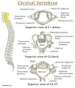 Cervical Vertebrae (Cervical Spine) – Anatomy, Function, & Diagram