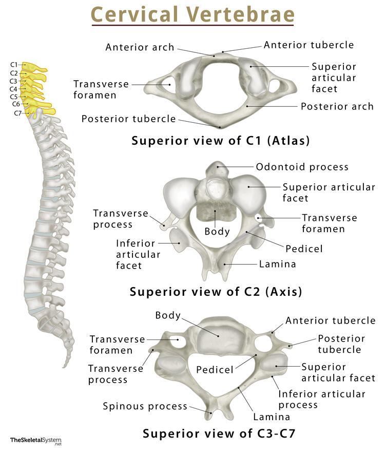 Diagram Of A Cervical Vertebra The Vertebral Column Anatomy And Hot Sex Picture 7864
