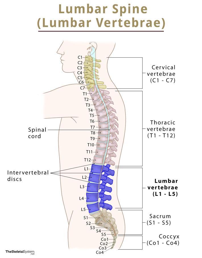 Lumbosacral Region of the Spine (Lower Back)