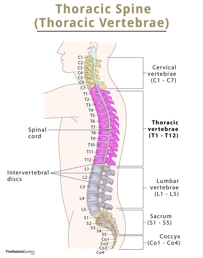 Thoracic Vertebrae Thoracic Spine Anatomy Labeled Diagram