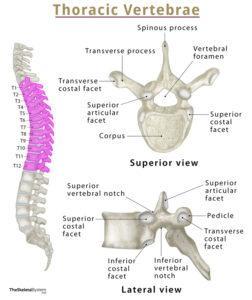 Thoracic Vertebrae (Thoracic Spine) – Anatomy & Labeled Diagram