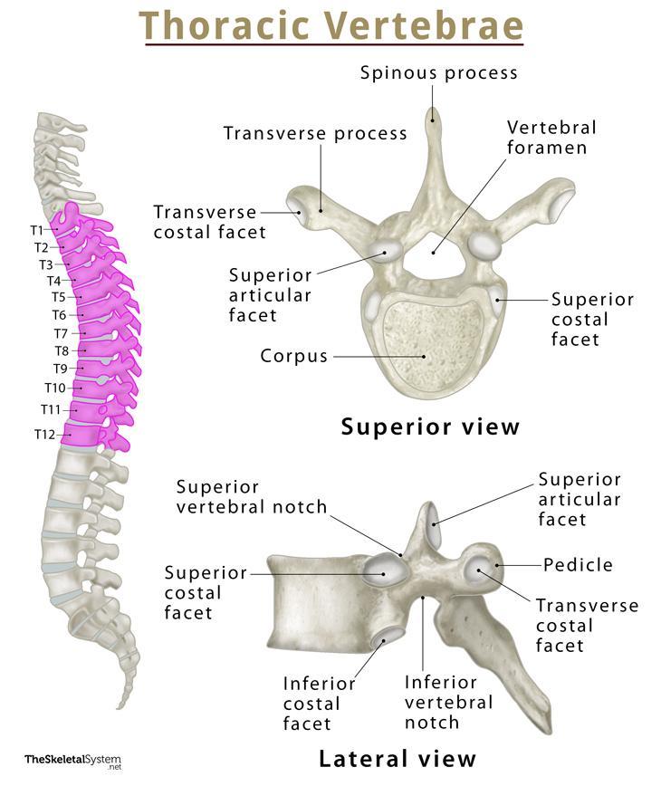 labeled thoracic vertebrae