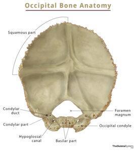 Occipital Bone – Anatomy, Location, Functions, & Diagram