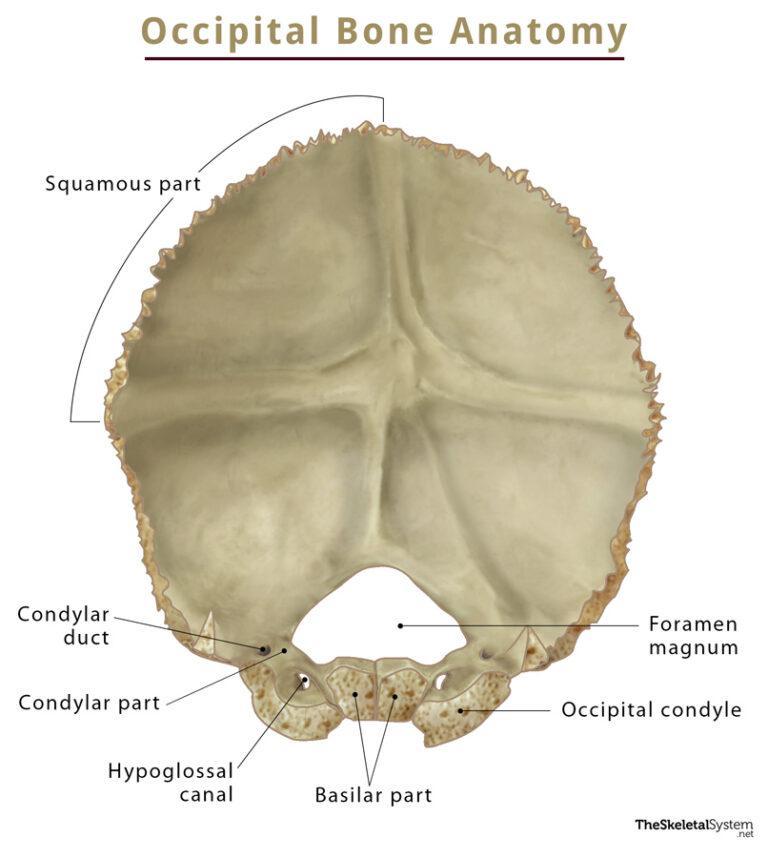 Occipital Bone Anatomy Location Functions And Diagram 7834