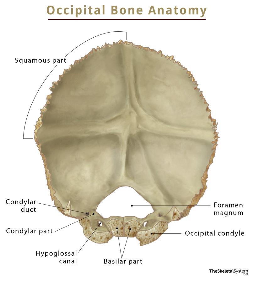 Occipital Bone Anatomy Location Functions And Diagram 2188