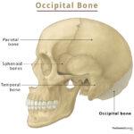 Skull: Names of the Bones in the Head, Anatomy, & Labeled Diagram