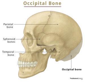 Occipital Bone – Anatomy, Location, Functions, & Diagram