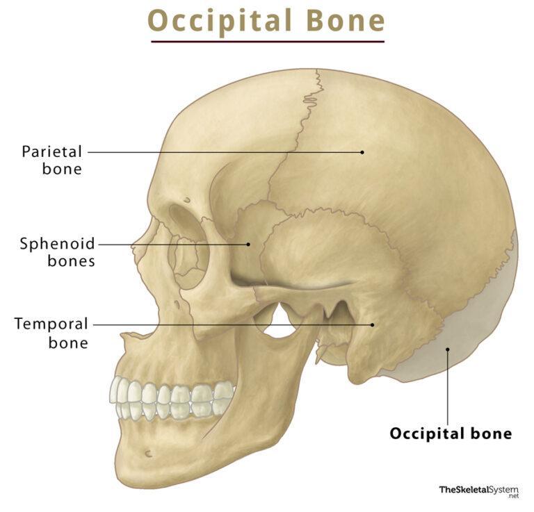 Occipital Bone Anatomy Location Functions And Diagram 8357